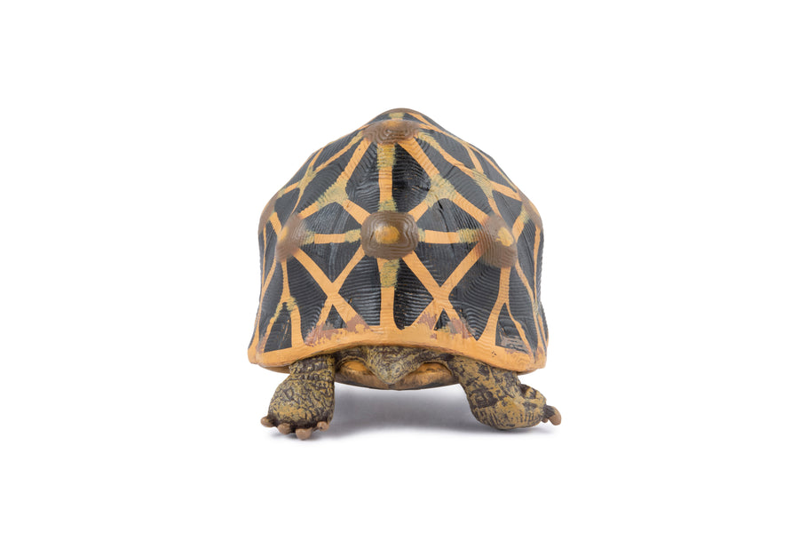 Figurine Tortue étoilee